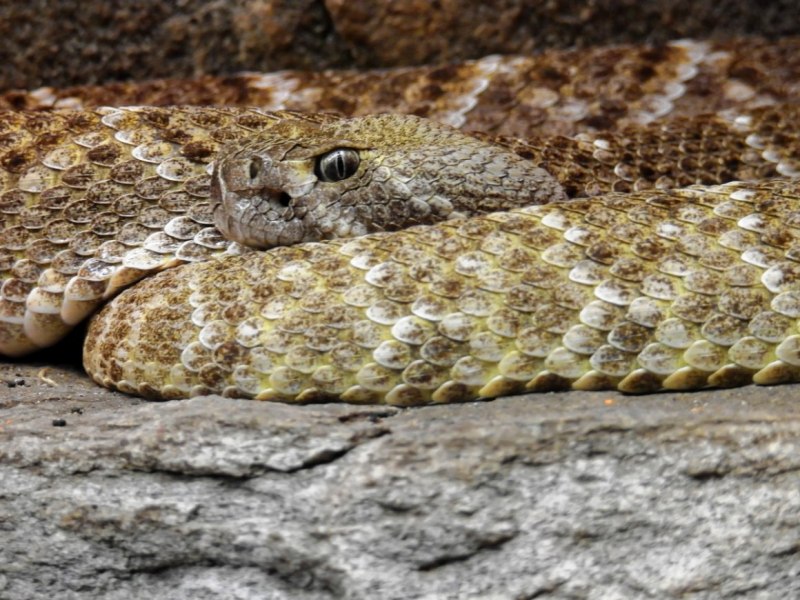 Королевская змея Горная (Lampropeltis pyromelana)