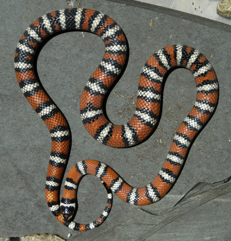 Синалойская молочная змея (Lampropeltis