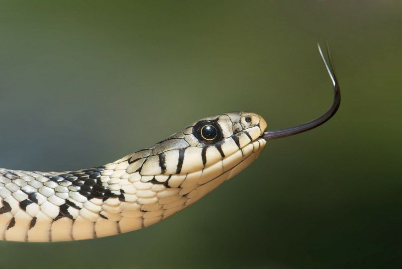Королевская змея (Lampropeltis)