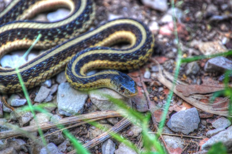 Lampropeltis pyromelana knoblochi