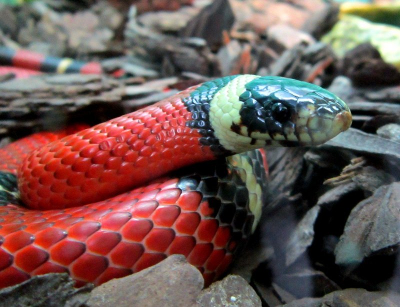 Королевская змея (Lampropeltis)