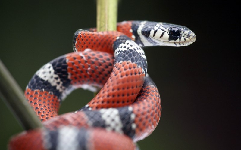 Королевская Калифорнийская змея (Lampropeltis getulus californiae) Banded Cafe
