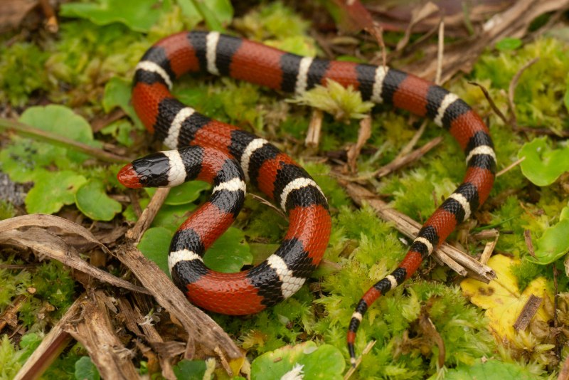 Lampropeltis getula