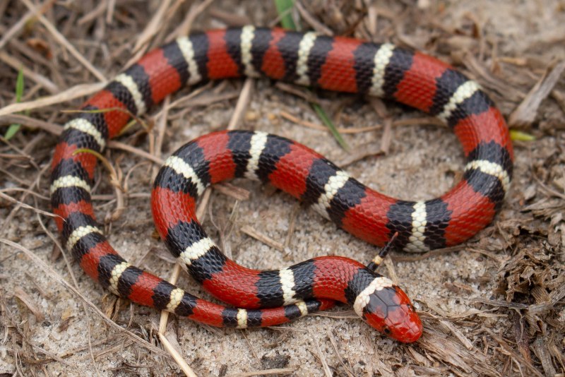 Lampropeltis Triangulum