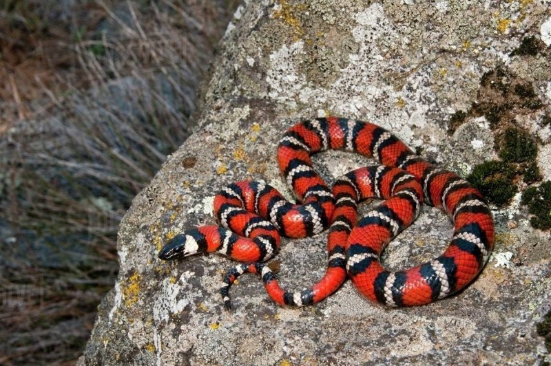 Королевская змея Горная хуачукская