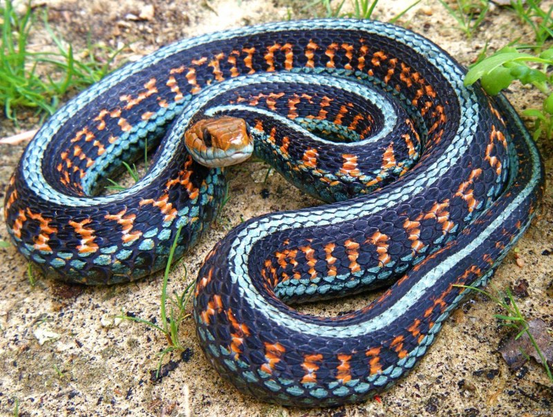Lampropeltis Triangulum campbelli