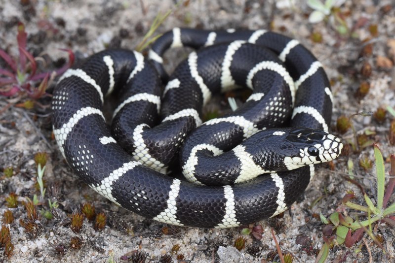 Garter Snake змея