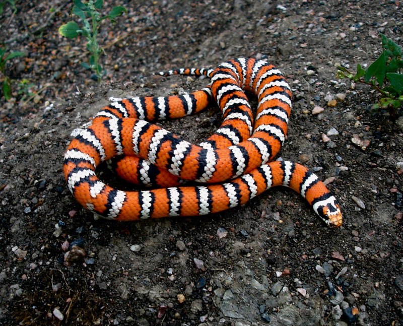 Lampropeltis californiae