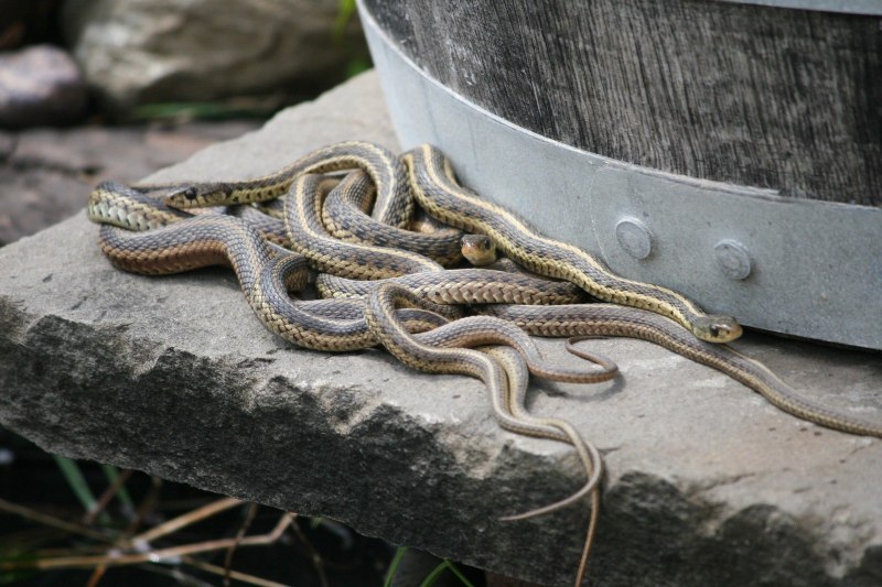 Королевская змея Горная (Lampropeltis pyromelana)