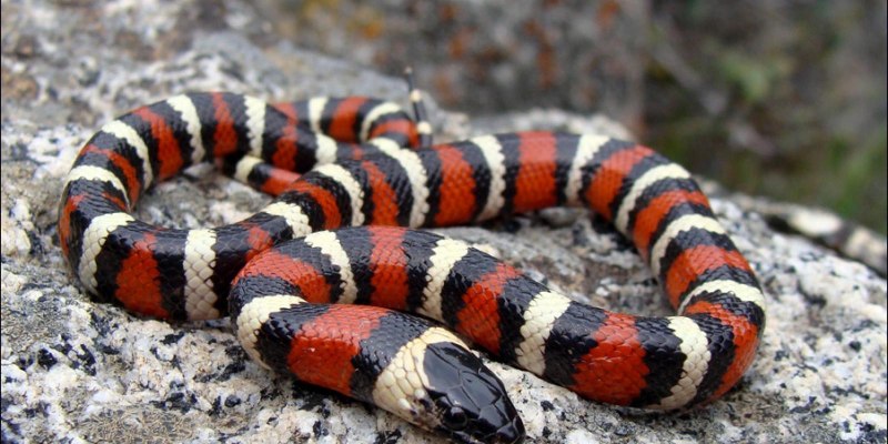 Королевская змея (Lampropeltis)