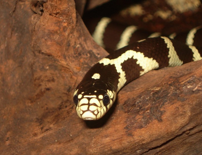 Кустарниковая гадюка (Atheris