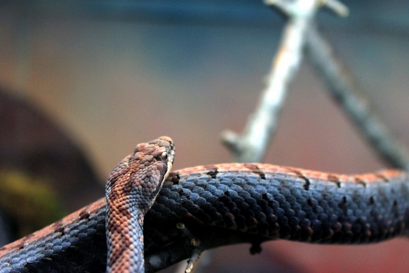 Королевская Мексиканская змея Lampropeltis mexicana