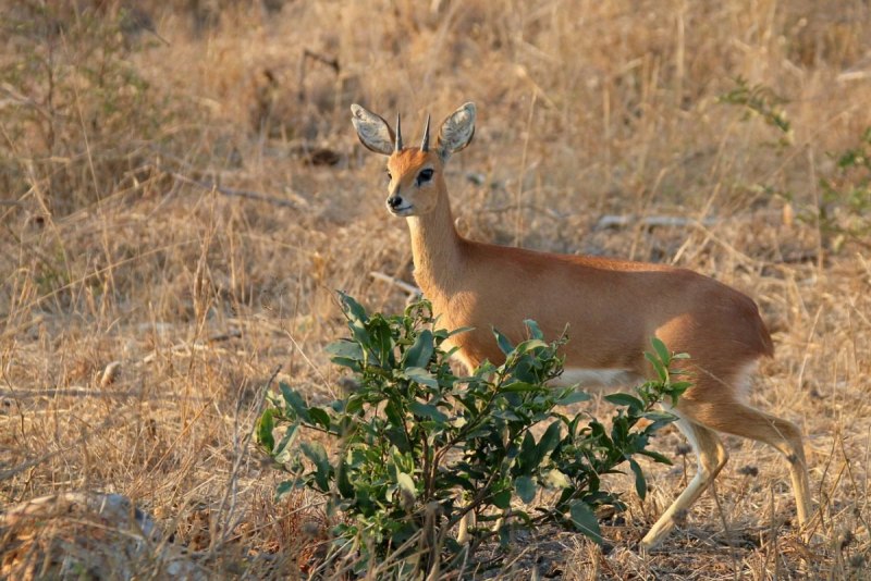 Steenbok антилопа