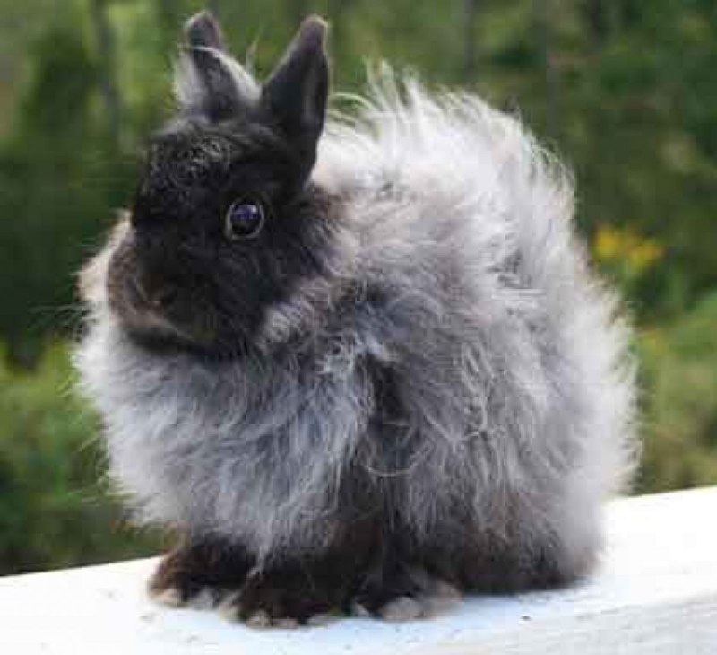 Королевский кролик рекс