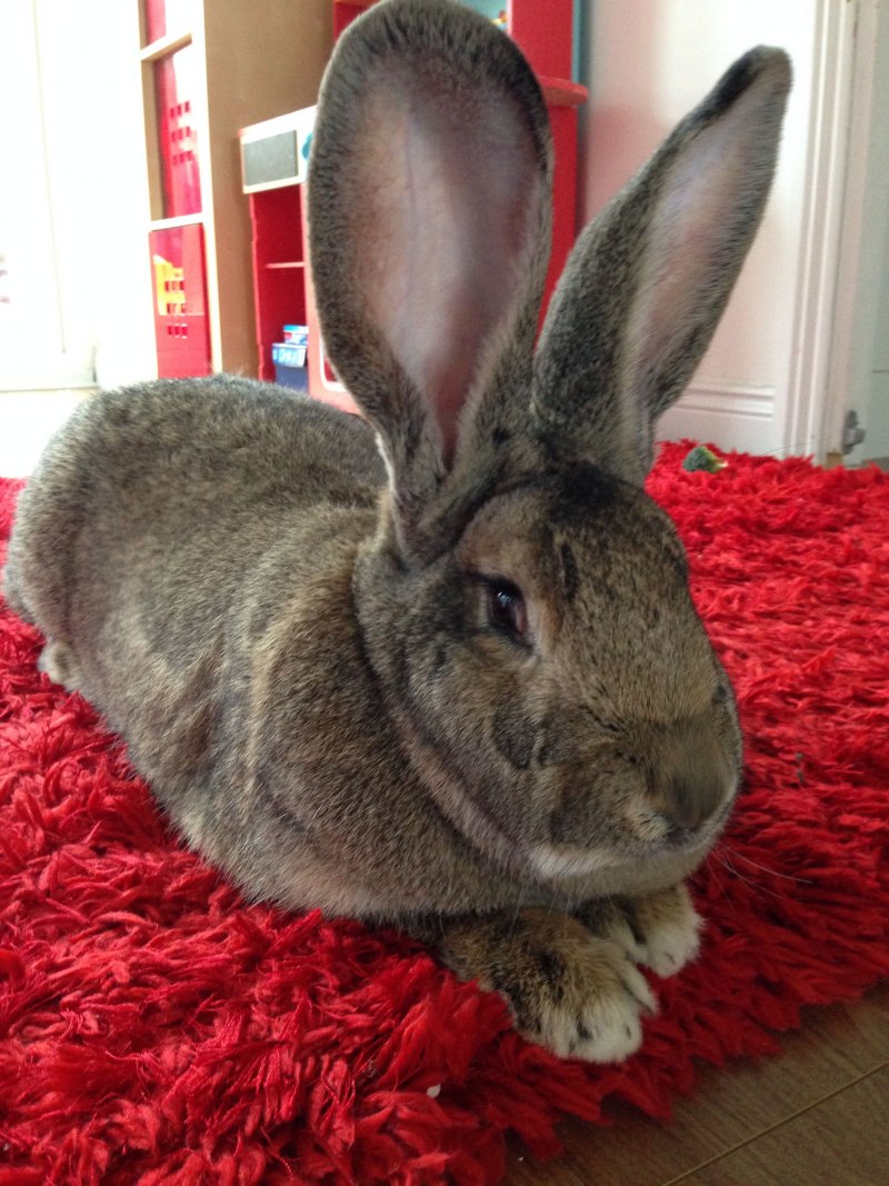 Continental giant Rabbit