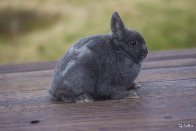 Фламандский гигант кролик