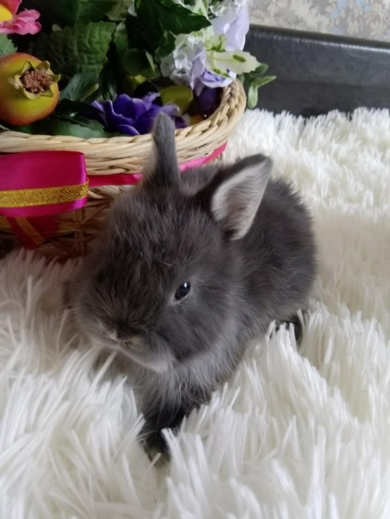 Кроль Король