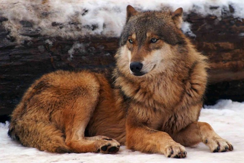 Коричневый волк