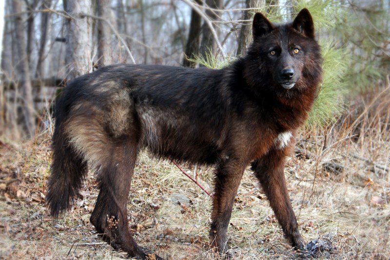 Американская Тундровая овчарка American Tundra Shepherd