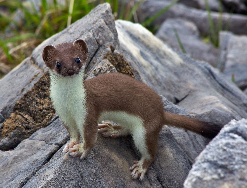 Горностай (Mustela erminea)