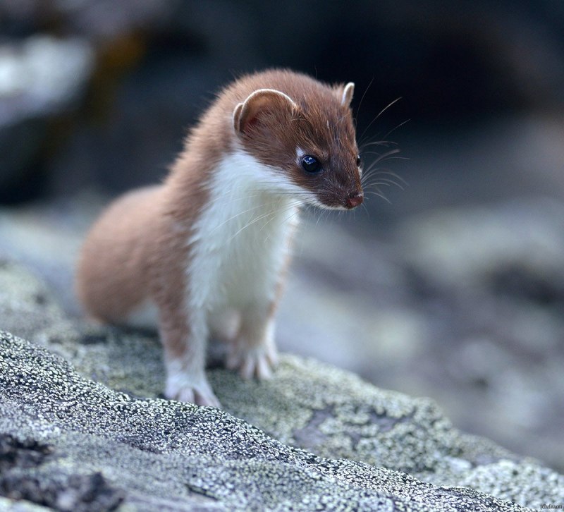 Горностай (Mustela erminea)