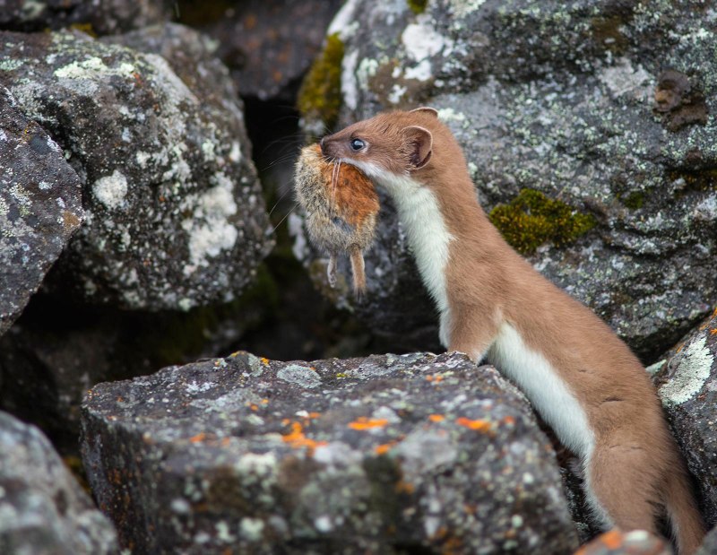 Mustela erminea alascensis