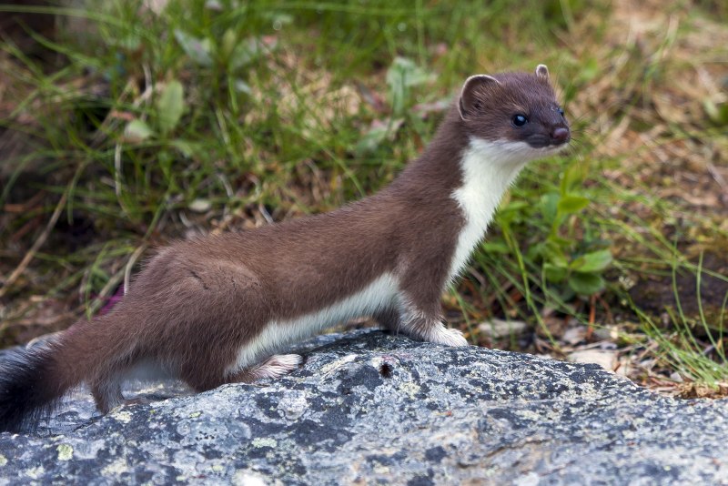 Горностай (Mustela erminea)