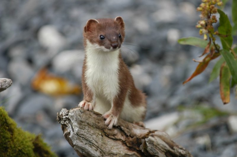 Горностай (Mustela erminea)