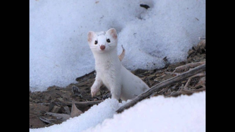 Королевский горностай
