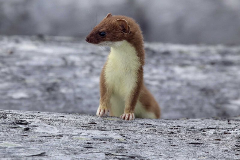 Mustela nivalis