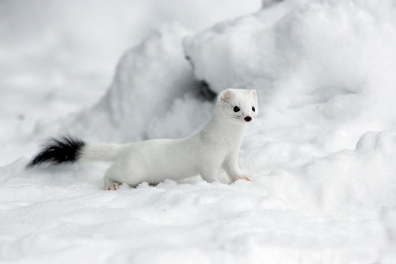 Горностай (Mustela erminea)