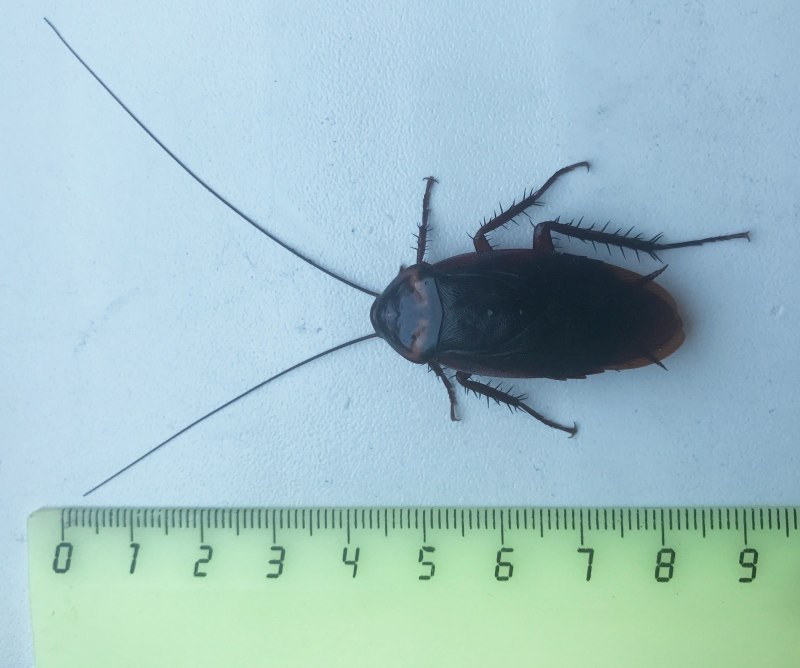 Американский (Periplaneta Americana)