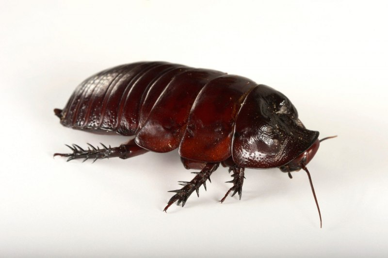 Genus Xestoblatta