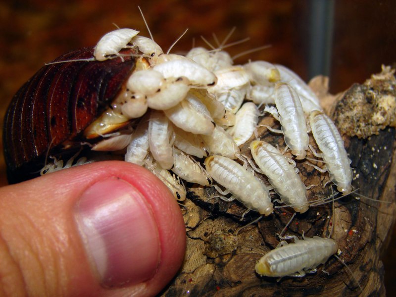 Американский таракан Blattodea
