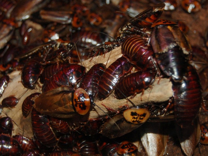 Мебельный таракан (Supella longipalpa).
