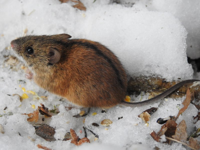 Желтогорлая мышь – Apodemus flavicollis