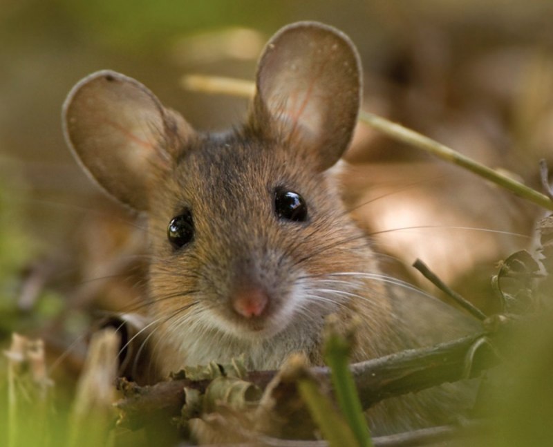 Лесная мышь (Apodemus sylvaticus)