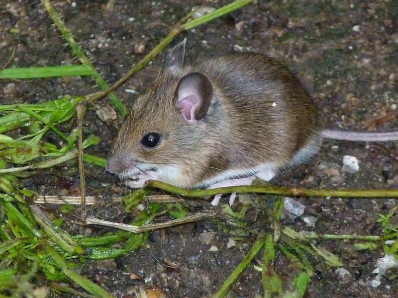 Sylvaemus uralensis