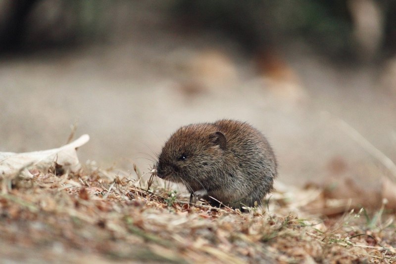 Peromyscus maniculatus