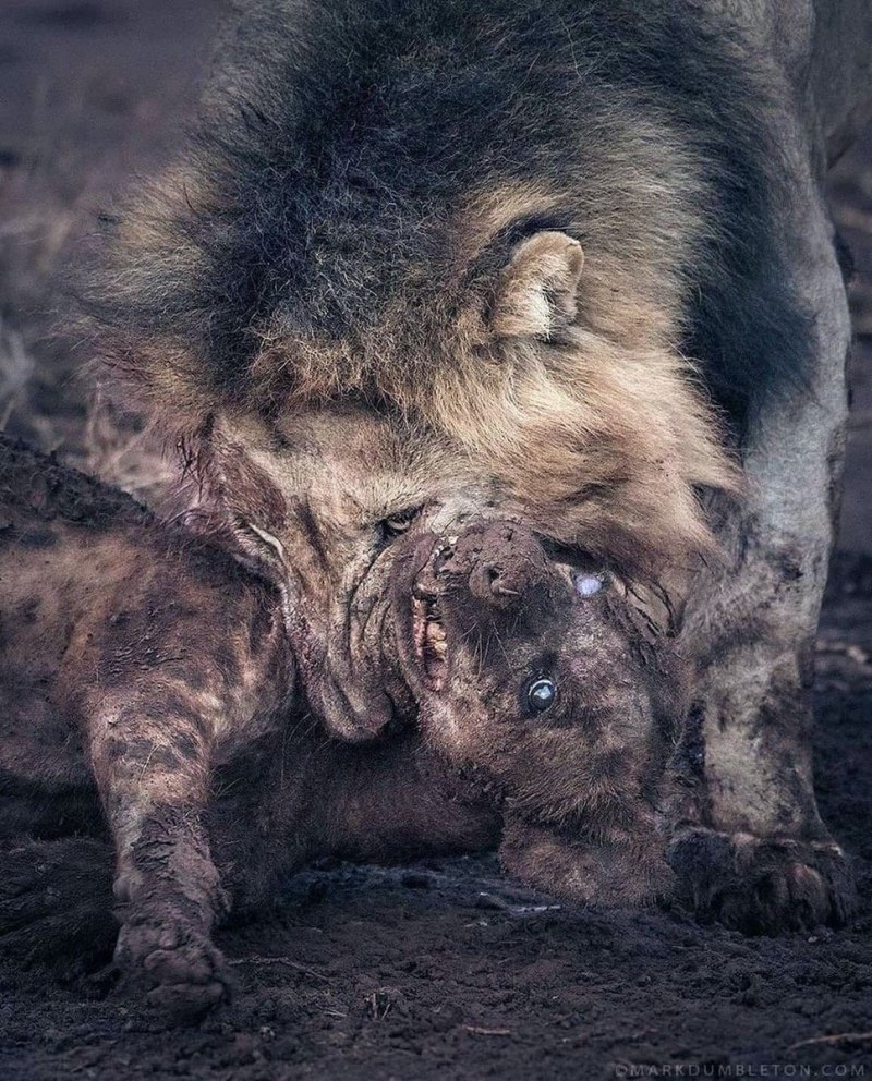 Король Лев гиена Шензи