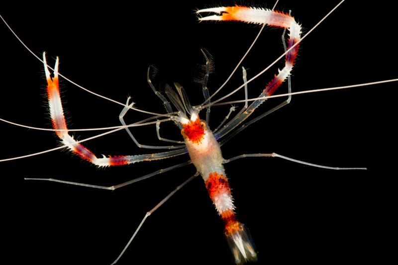 Креветка боксер (Stenopus hispidus)