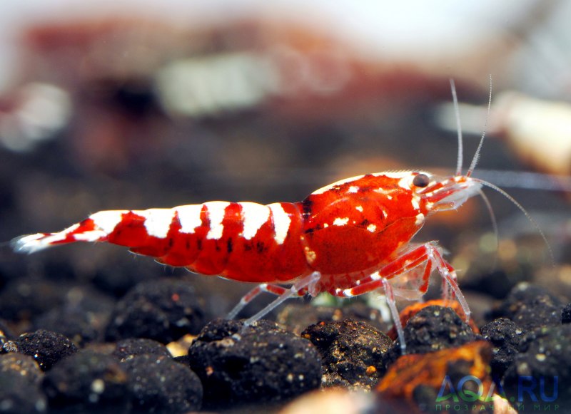 Креветка Caridina parvula