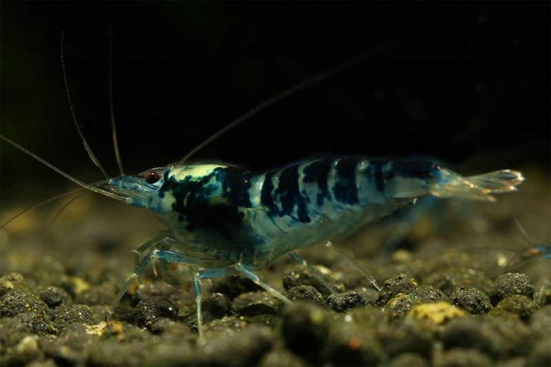 Креветки Neocaridina heteropoda