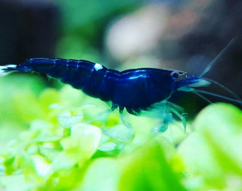 Сaridina (Crystal Red) красный Кристалл