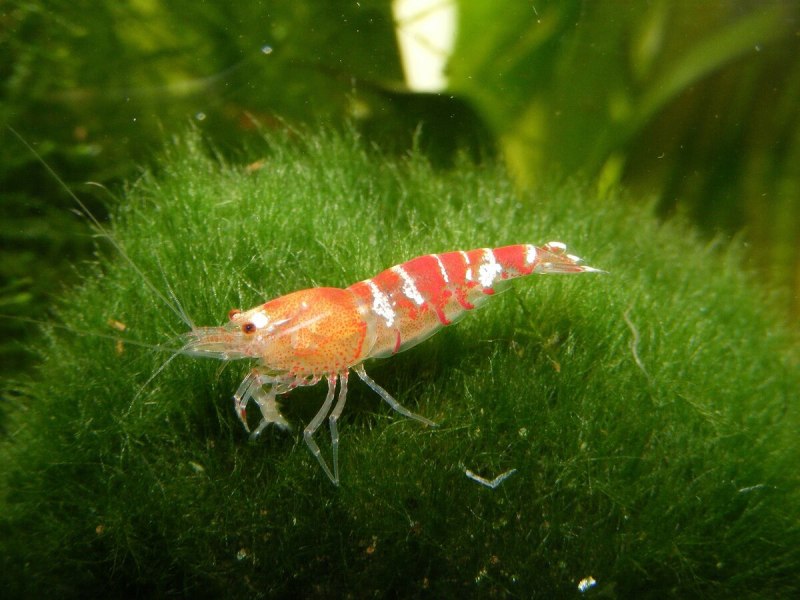 Caridina cantonensis