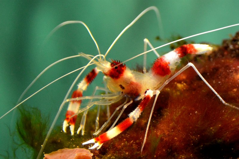 Креветка боксер (Stenopus hispidus)