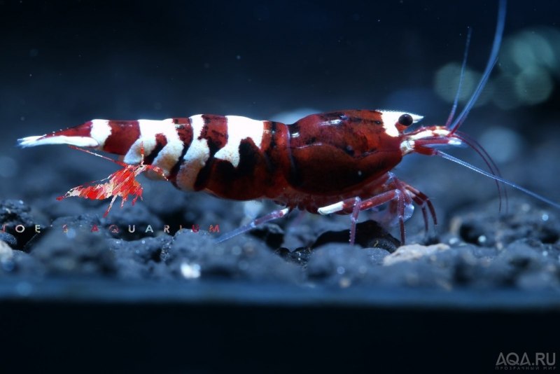 Lysmata amboinensis