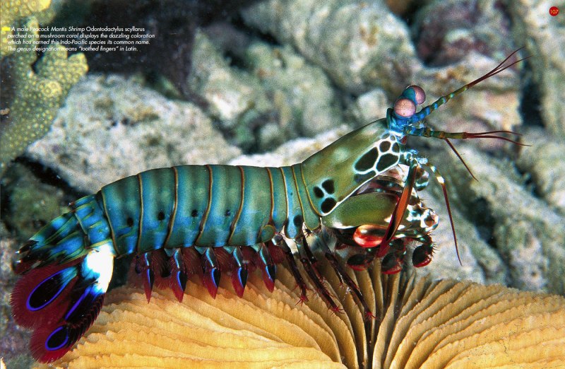Caridina cantonensis Blue Bolt