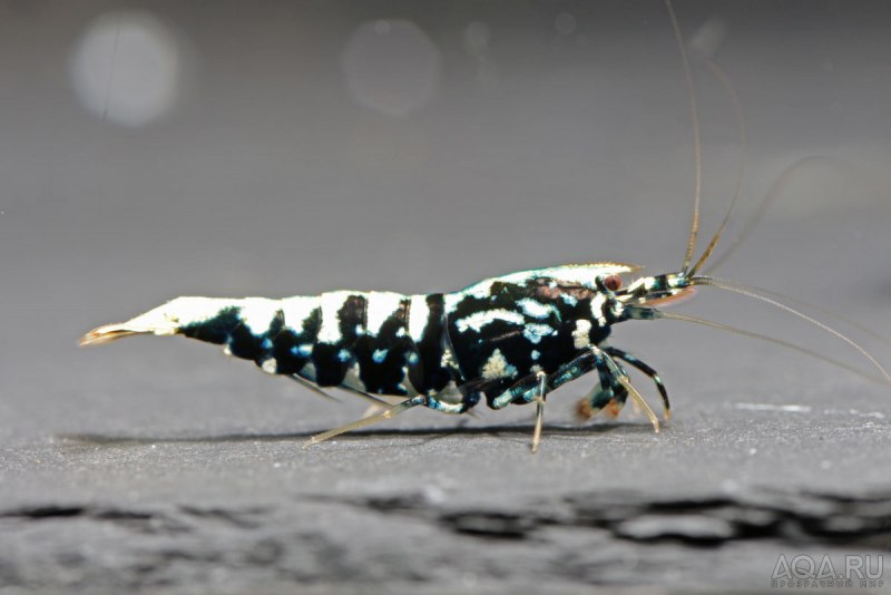 Сaridina (Crystal Red) красный Кристалл