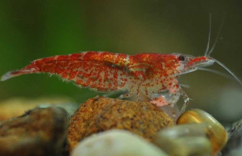 Креветки красный Кристалл Crystal Red Shrimp